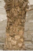 Photo Texture of Palm Bark 0003